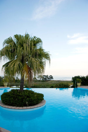 Palme am Poolの写真素材