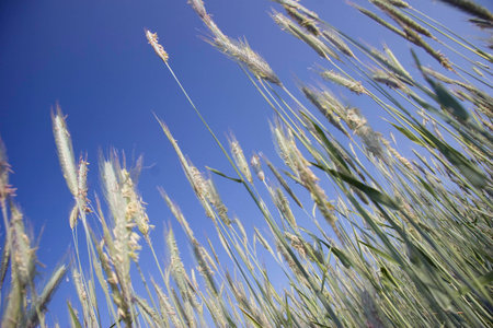 Wieseの写真素材