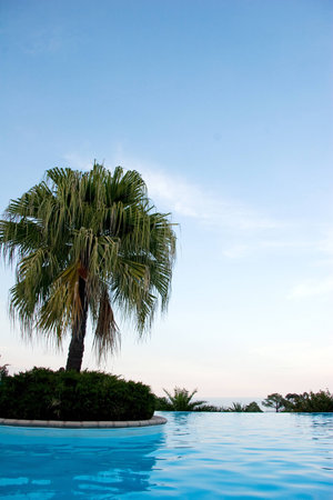 Palme am Poolの写真素材