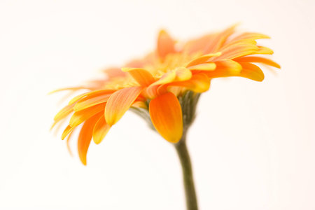 Flower isolated on whiteの写真素材