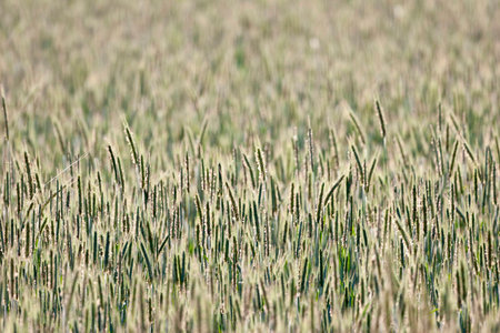 Wheat fieldの写真素材