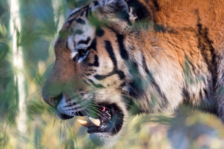 Tiger Portrait