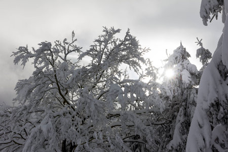 Winter landscapeの写真素材