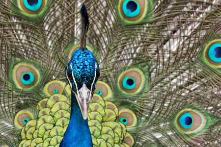 Peacockの写真素材