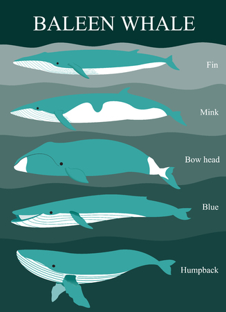 Five type of baleen whaleのイラスト素材