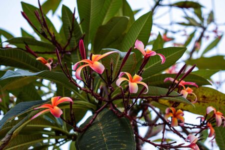 A red temple treeの写真素材