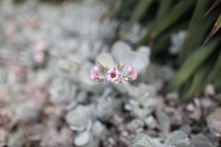 Unidentified flower closeup photoの写真素材