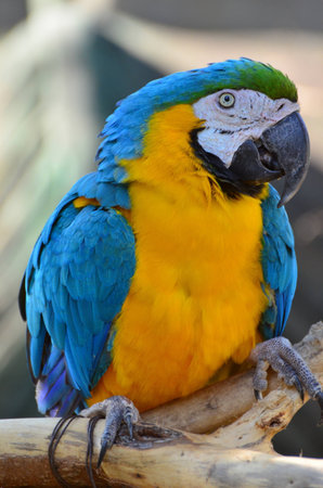 Bird parrot