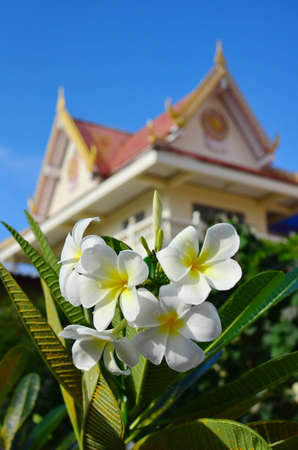 flower in templeの写真素材
