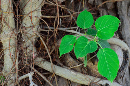 green leaf on trunkの写真素材