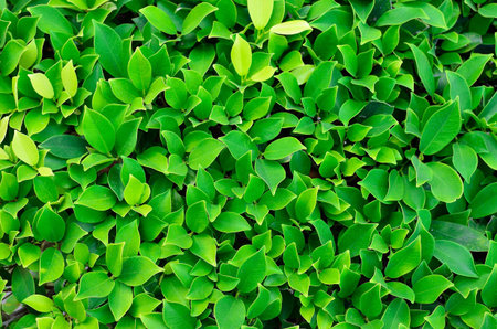 a texture of green plant