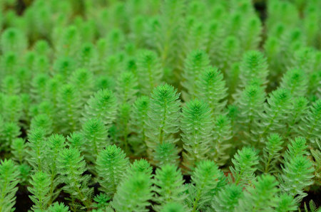 texture of green plant