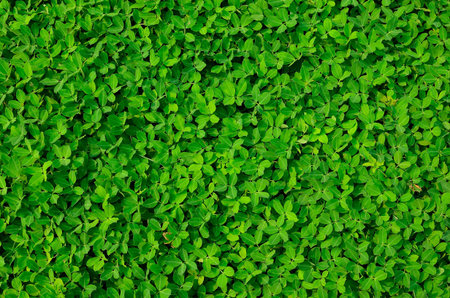texture of green plant