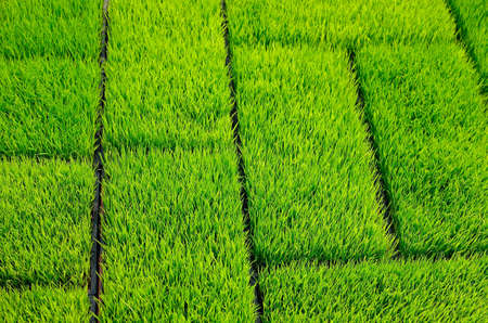 Green Grass riceの写真素材