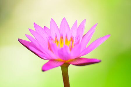 lotus flower の写真素材