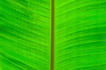 banana leaf background