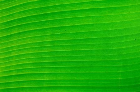 green banana leafの写真素材