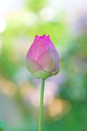 pink lotus flowerの写真素材