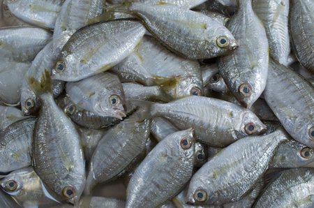 fresh fish at the market