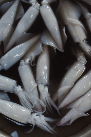 Fresh squid in the market