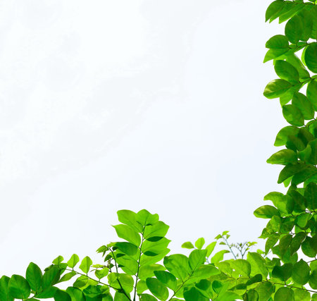 green leave on white background