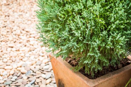 Green plant in zen garden backgroundの写真素材