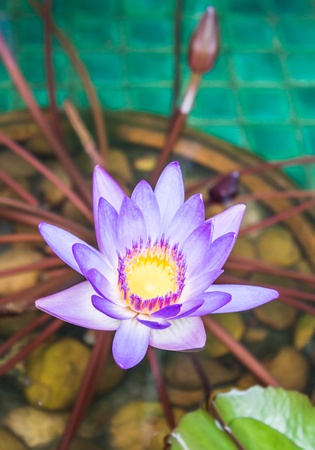 Close up violet lotus in the poolの写真素材