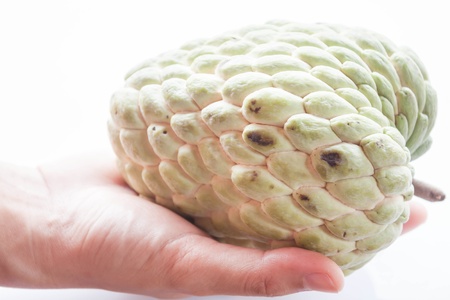 Fresh custard apple hand hold isolated on white backgroundの写真素材