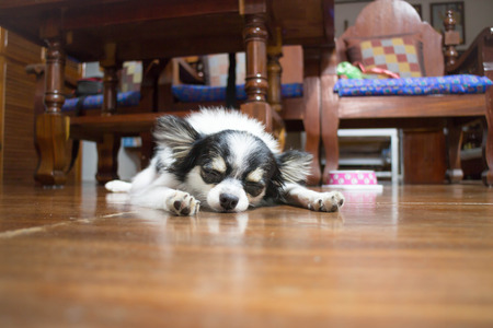 Sleeping chihuahua in wooden houseの写真素材
