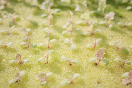 Hydrophonic plantation of vegetable salad, stock photo