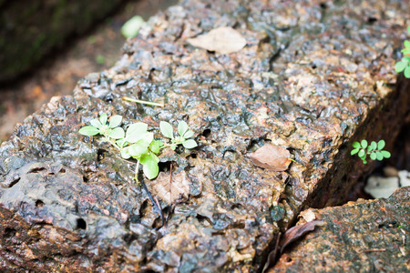 Close-up of laterite in garden, stock photoの写真素材