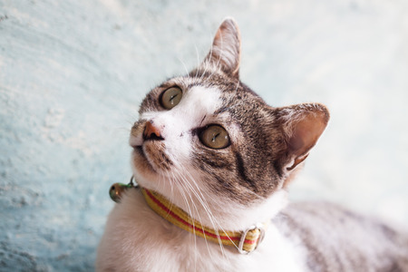 Thai cat pose with green background, stock photoの写真素材