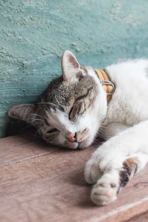 Thai cat sleeping in garden home, stock photoの写真素材