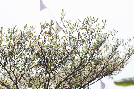 White and green leaves on tree background, stock photoの写真素材