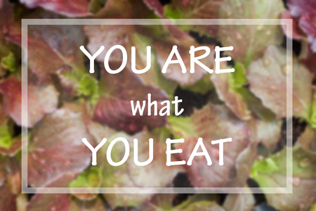 You are what you eat in spirational quote on vegetable backgroundの写真素材
