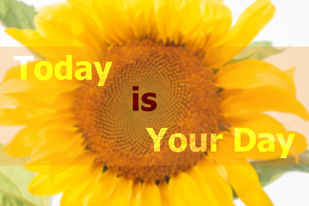 Today is your day inspirational quote on sunflower backgroundの写真素材