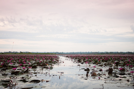 Lake of red lotus at Udonthani Thailand (unseen in Thailand), stock photoの写真素材