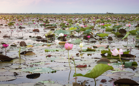 Lake of red lotus at Udonthani Thailand (unseen in Thailand), stock photoの写真素材