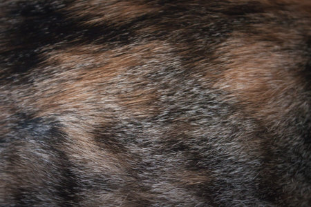 Close up of cat fur, stock photoの写真素材