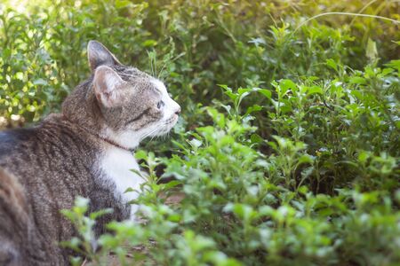 Thai cat chill in garden homeの写真素材