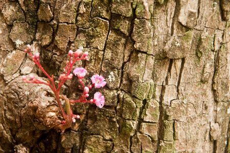 star fruit flowerの写真素材