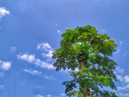 Papaya tree with green papaya fruits on blue sky backgroundの写真素材