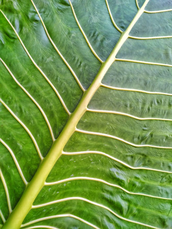 Close up of a green leaf in the rainforest of Indonesiaの写真素材