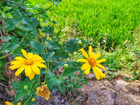 sunflowerの写真素材