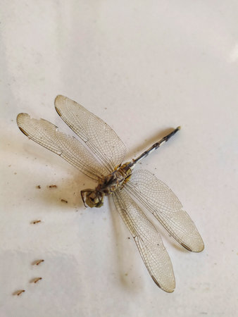 dead dragonfly on the white background. Macro photo of dragonfly.の写真素材