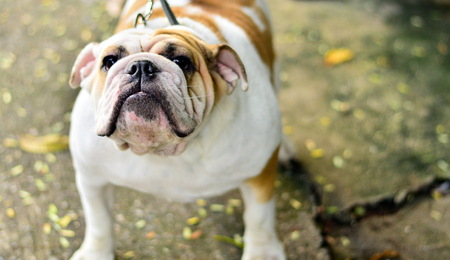 Fat dogの写真素材