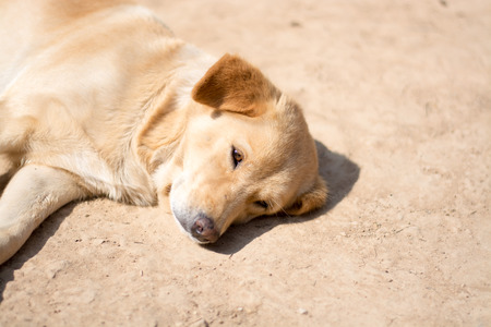 Dog in the sunの写真素材