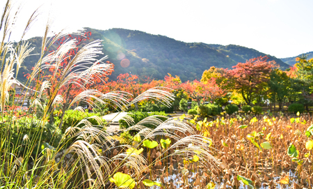Maple trees autumn seasonの写真素材