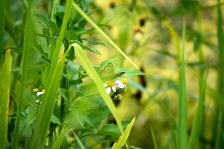 Butterfly eating nectar from pollenの写真素材