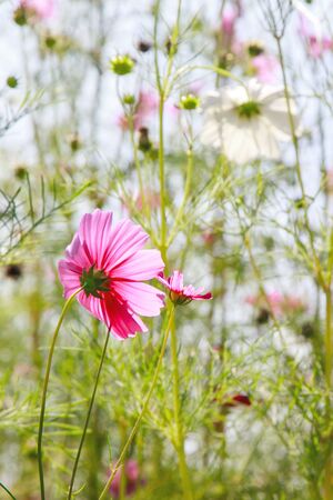Cosmos flower fieldの写真素材